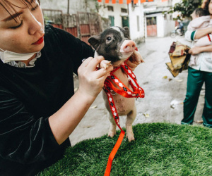 Giữa sức nóng dịch tả, giới trẻ Hà thành vẫn 'săn lùng' lợn cảnh mini giá vài triệu làm thú cưng
