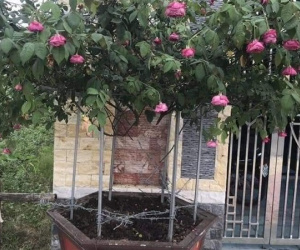 Lên mạng than thở vì mất gốc hoa hồng quý, thanh niên chẳng những không được an ủi lại còn bị bắng thậm tệ chỉ vì...
