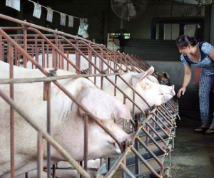 Giá heo hơi giảm mạnh, nông dân thấp thỏm vì dịch tả châu Phi