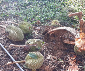 Lâm Đồng: 20 ngôi nhà tốc mái, hàng nghìn gốc sầu riêng gãy đổ trong lốc xoáy kinh hoàng, người dân khóc nghẹn