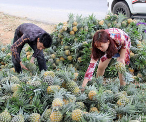 Cánh đồng mùa thơm ngọt, nông dân lại ngồi khóc ròng