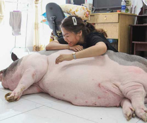 9X nuôi heo nặng gần 150kg, chăm sóc nuông chiều thay thú cưng