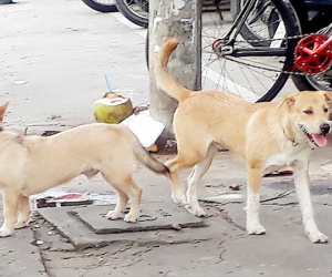 Thông tin mới nhất vụ bé 7 tuổi ở Hưng Yên bị đàn chó cắn tử vong