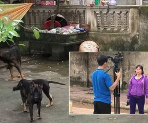 Chủ đàn chó cắn bé trai 7 tuổi tử vong lao ra khỏi nhà uy hiếp, chửi bới phóng viên