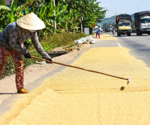 Dân phơi lúa tràn lan trên quốc lộ 1