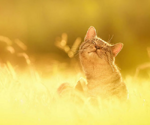 Tử vi 12 con giáp hôm nay - 6/4/2019: Mão gặp lộc làm ăn, Tý dễ thiệt hại tiền bạc