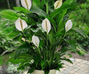 5 cách chọn cây phong thủy theo đúng công việc để sự nghiệp lên như diều gặp gió