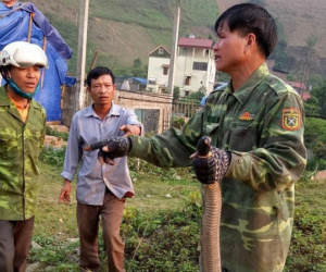 Kinh hãi cảnh người đàn ông tay không bắt rắn hổ mang 'khủng' nặng gần 10kg