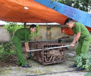 Thông tin mới vụ bé trai 7 tuổi bị đàn chó cắn tử vong