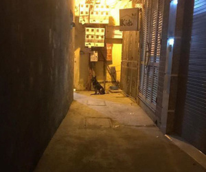 Tâm sự của một thanh niên sợ chó: Con trai sức dài vai rộng ngày nào cũng phải gọi bố ra đón vì sợ bị chó đuổi