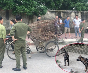 Một nữ lao công ở Hà Tĩnh bị chó tấn công tổn thương nặng phần đầu