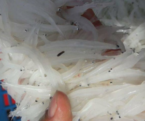 Người Hà thành tranh nhau mua loại cá trắng tinh, thân mềm như bún