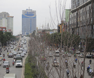 ẢNH: Hàng cây phong héo khô, lãnh đạo công ty cây xanh nói gì?