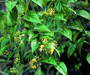 Diễn biến mới nhất vụ chồng đun lá ngón cho 3 con uống vì vợ muốn triệt sản