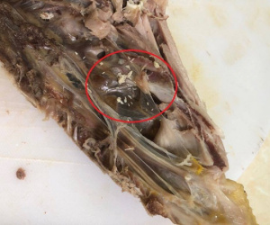 Luộc xong nửa con gà quê để tủ lạnh định ăn, mẹ trẻ giật mình sợ hãi khi nhìn thấy ổ trứng lạ tí hon