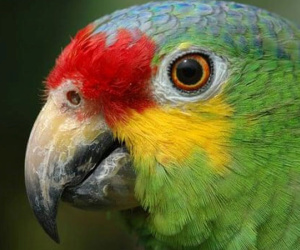 Vẹt bị bắt giam vì canh gác cho băng nhóm buôn ma túy ở Brazil
