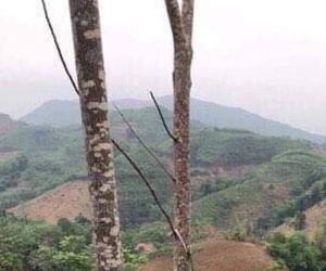 NÓNG: Phát hiện nghi phạm sát hại 2 em vợ ở Yên Bái do mâu thuẫn đất đai chết trong tư thế treo cổ