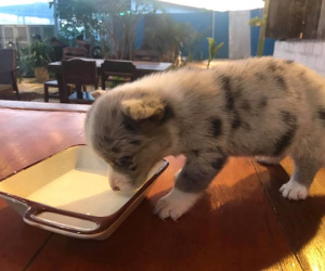 Chó Corgi bị 'cầm nhầm' của quán cà phê ở Đà Lạt đã về với chủ