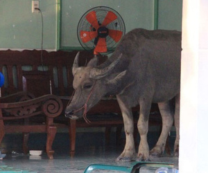Trâu điên húc người nhập viện rồi chạy vào nhà dân 'cố thủ'