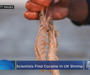 Phát hiện cocaine trong tôm ở Anh