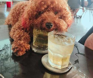 Tranh cãi hình ảnh chú chó cưng trèo lên bàn để uống chung cốc trà đá với chủ trong quán nước