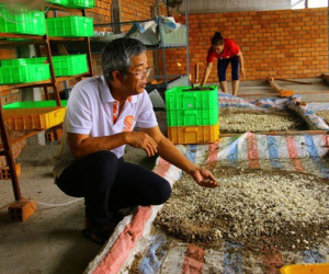 Lạ Đồng Tháp: Bán trứng ruồi 15 triệu/kg