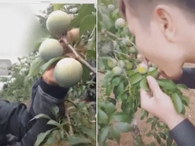 Nhóm phượt thủ mua vé 20k vào vườn mận Mộc Châu, cắn quả trên cây nham nhở như 'chuột gặm' khiến nhiều người bức xúc