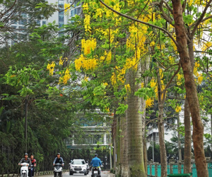 Đường ven hồ Tây như được 'dát vàng' bởi muồng hoàng yến