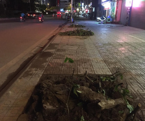 Vì sao hàng trăm cây sấu ở Hà Nội bị chuyển đi trong đêm?