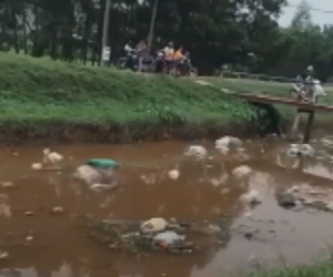 Video: Xác lợn trôi đầy kênh ở Bắc Giang