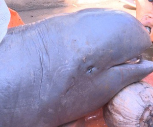 Bắt được cá 'lạ' nặng 150 kg trên sông Cổ Chiên