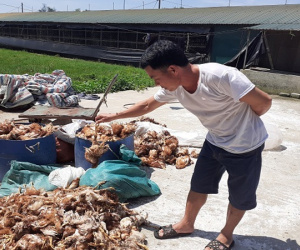 Truy tìm nhóm người nghi ném đá làm chết 1.200 con gà ở Hà Tĩnh