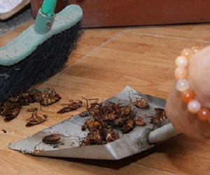 Tuyệt chiêu diệt tận gốc tổ gián 'không tốn một xu' mua thuốc, mẹ chồng cũng phải thán phục