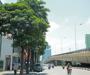 Ngỡ ngàng mùi hoa sữa trái mùa giữa lòng Hà Nội