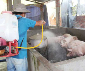 Virus gây bệnh dịch tả lợn châu Phi có sức đề kháng cao, có thể tồn tại lâu ở ngoài môi trường