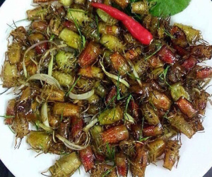 Bọ xít non mùi hôi đáng sợ: Đắt hơn bò Mỹ, rang ăn cả cân