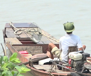 Video: Chích điện bắt lại cá phóng sinh ở chùa Bồ Đề