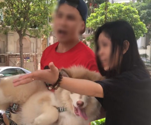 Bị nhắc nhở khi dắt chó trong khuôn viên chung cư, nam Việt Kiều quát nạt bác bảo vệ cùng nhiều người lớn tuổi: 'Chó tao là chó nằm máy lạnh!'
