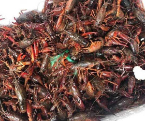 Hàng cấm nguy hại Trung Quốc tràn sang: Công văn hoả tốc, yêu cầu tiêu diệt