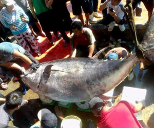 Ngư dân câu được cá ngừ vây vàng nặng 386 kg ở Trường Sa