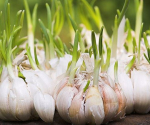Tỏi mọc mầm: 'Thần dược' cho sức khoẻ hay thuốc độc?