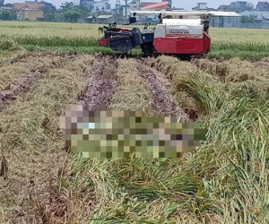 Phát hiện thi thể nam giới đang phân hủy khi gặt lúa ngoài đồng
