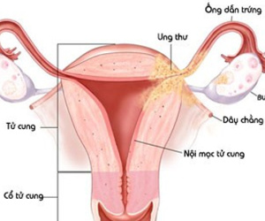 Khám phá bí mật bộ máy sinh sản của phụ nữ