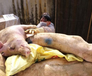 Những hình ảnh tan hoang chưa từng công bố từ dịch tả lợn châu Phi