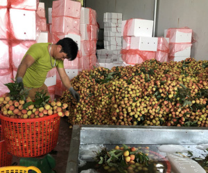 Thương nhân Trung Quốc sang Bắc Giang thu gom vải thiều