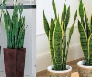 7 loại cây kiêng kỵ không nên trồng trong nhà để tránh tiêu tán tài lộc