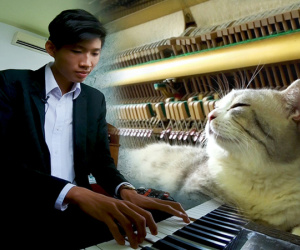 Video: Nghệ sĩ 19 tuổi massage cho mèo bằng đàn piano ở Sài Gòn