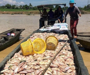 Phó Thủ tướng yêu cầu xác định nguyên nhân cá sông La Ngà chết