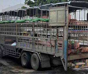 Xe chở lợn mắc dịch tả châu Phi đi qua nhiều tỉnh