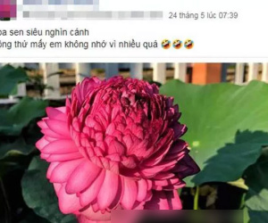 Xôn xao bông sen 1.000 cánh: Dân chơi phát sốt, lùng khắp Việt Nam